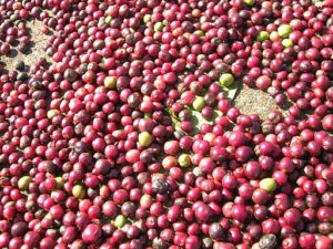 Dry Processing in the Coffee Industry - wet vs natural