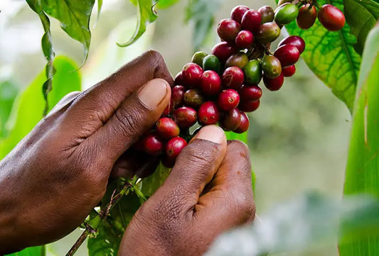 Papua New Guinea Coffee