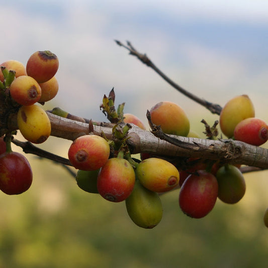 Crop to Cup, Journey of the Coffee Bean