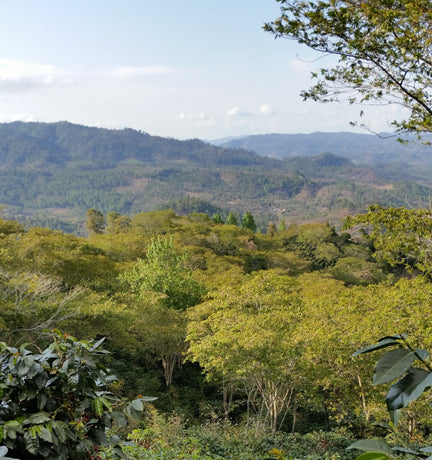 Elevation and its affect on coffee taste