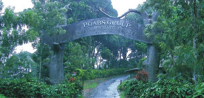 Poabs Estate Indian Coffee