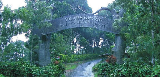 Poabs Estate Indian Coffee