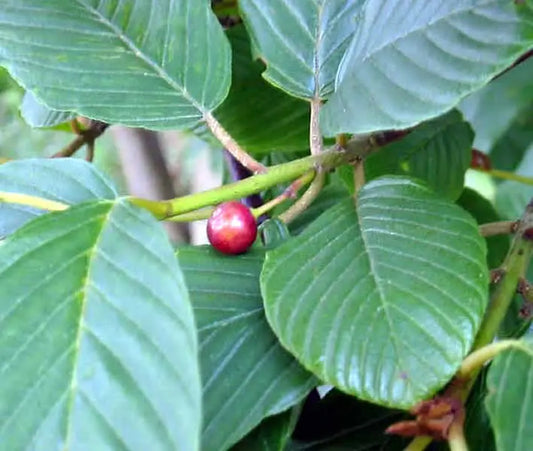 The Delicious Benefits of Cascara Tea