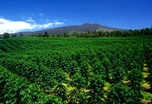 The Origin of Delicious Kona Coffee