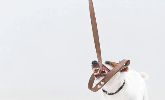 Unleash Your Senses: Introducing Off Leash