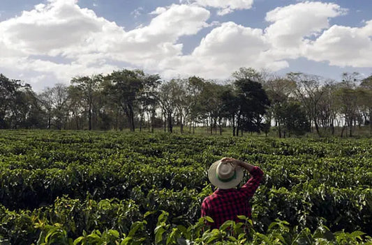 Enjoy the Unique Taste of El Salvador Coffee