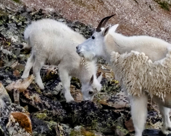 Coffee: A (Not So Brief) History, From Dancing Goats to the Fine Art of Roasting