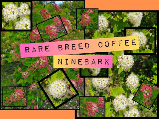 Why Ninebark for Our Arbor Day Promo