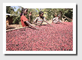 Coffee origins: Ethiopian Natural Sidamo
