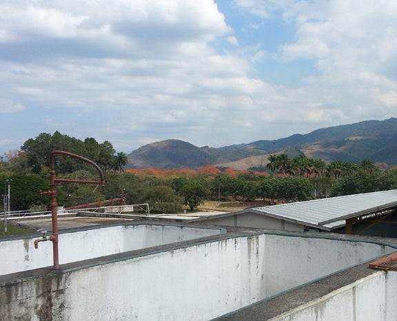 Coffee Processing: Washed method